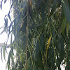 Weeping willow