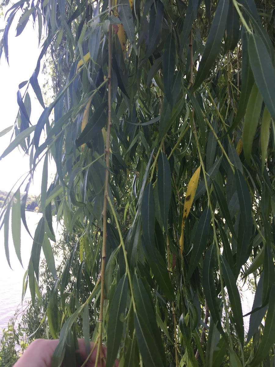 Weeping willow