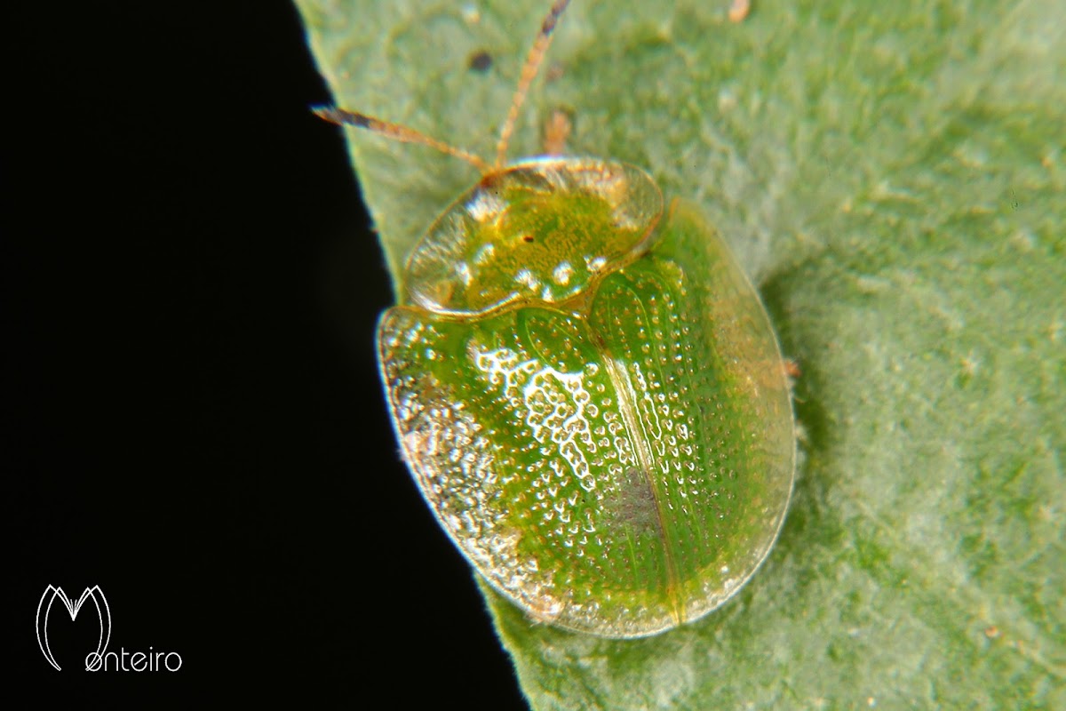 Tortoise beetle