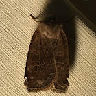 Variable Sallow Moth