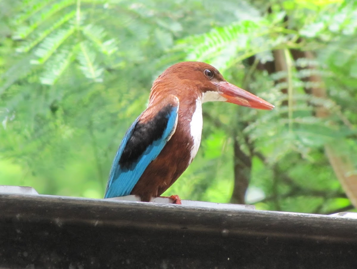 White-throated Kingfisher