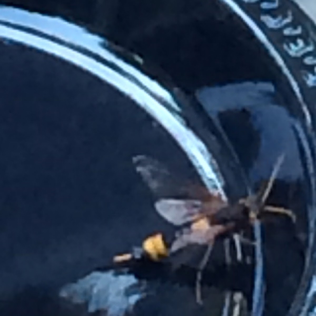 Horntail wasp (female)