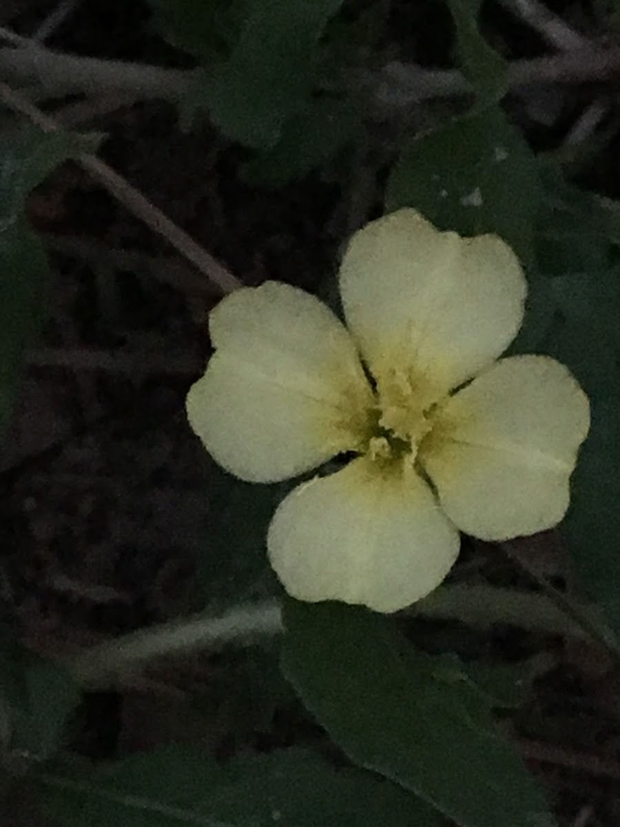 Cutleaf Evening Primrose