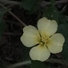 Cutleaf Evening Primrose