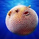 Download Pufferfish Wallpapers For PC Windows and Mac 1.0