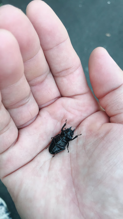 7シリーズのお仕事なぅ。・クワガタゲット・無事帰宅の自信は無し(笑)に関するカスタム事例の投稿画像4枚目
