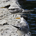 Crested Terns (adult with juvenile)