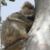 Northern/Queensland Koala