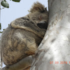 Northern/Queensland Koala