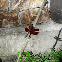 Fulvous Forest Skimmer