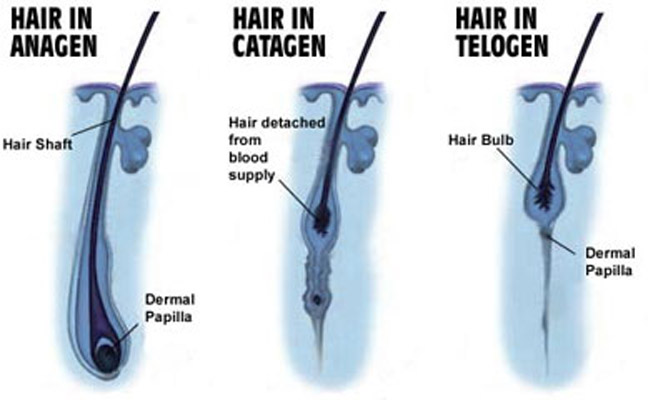 Kunci Kebotakan Ada Di Fase Rambut