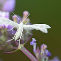 White Plume