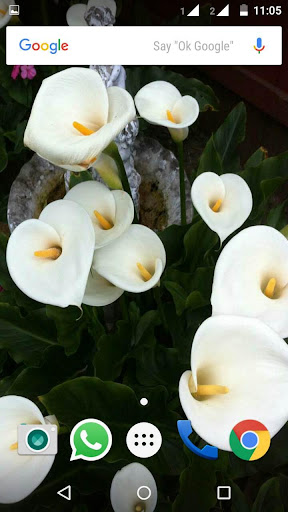 免費下載個人化APP|Calla Lilly Wallpapers HD app開箱文|APP開箱王