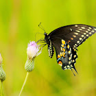 Black Swallowtail Butterfly