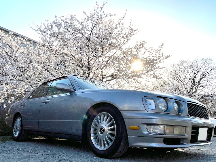 セドリックの休日ドライブ・桜と愛車・サクラと愛車に関するカスタム事例の投稿画像7枚目