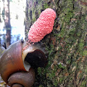 Island Apple Snail