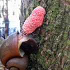 Island Apple Snail