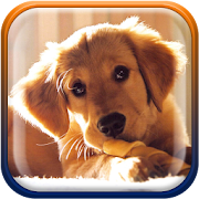 Cute Puppies Live Wallpaper 1.4 Icon