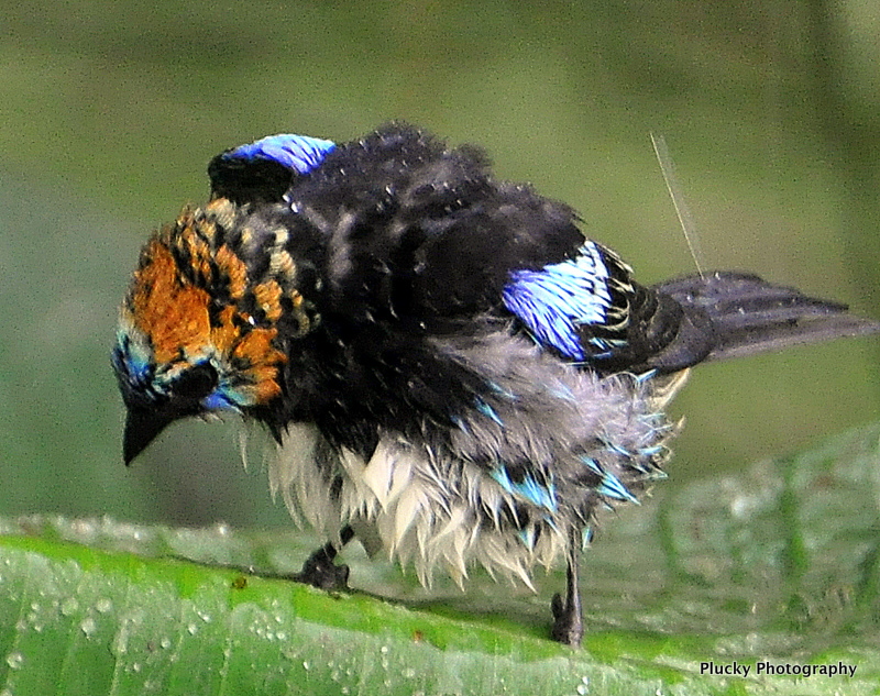 Golden-hooded Tanager