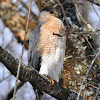 Cooper's Hawk