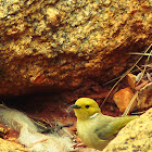 White plumed honeyeater