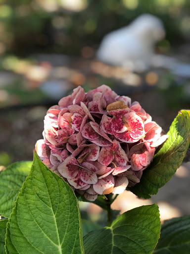 繡球花hydrangea Miloh S Diary 麥寶的日子