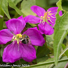 mauve flower