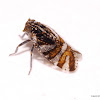 Delphacid Planthopper