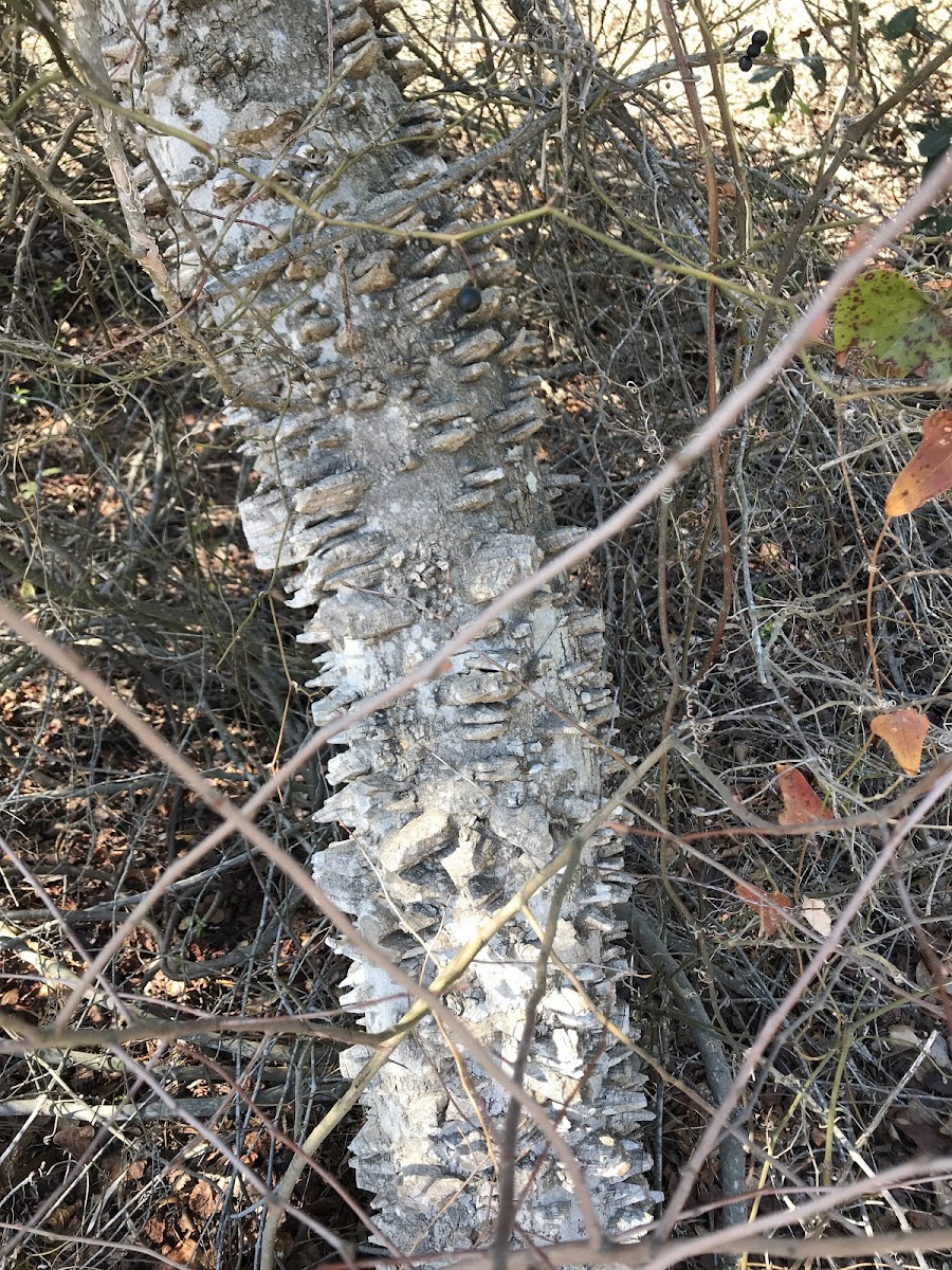 Hercules' club, Southern prickly ash, Pepperwood