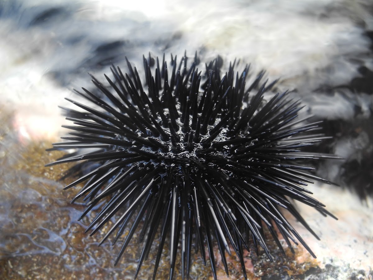 sea urchin