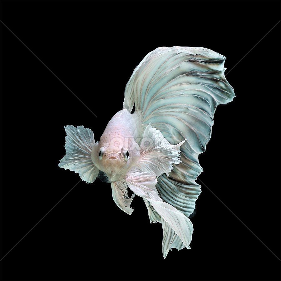 White Platinum Halfmoon Betta Fish, Fish, Animals