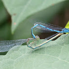 blue-eye, couple