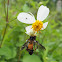 Crab Spider