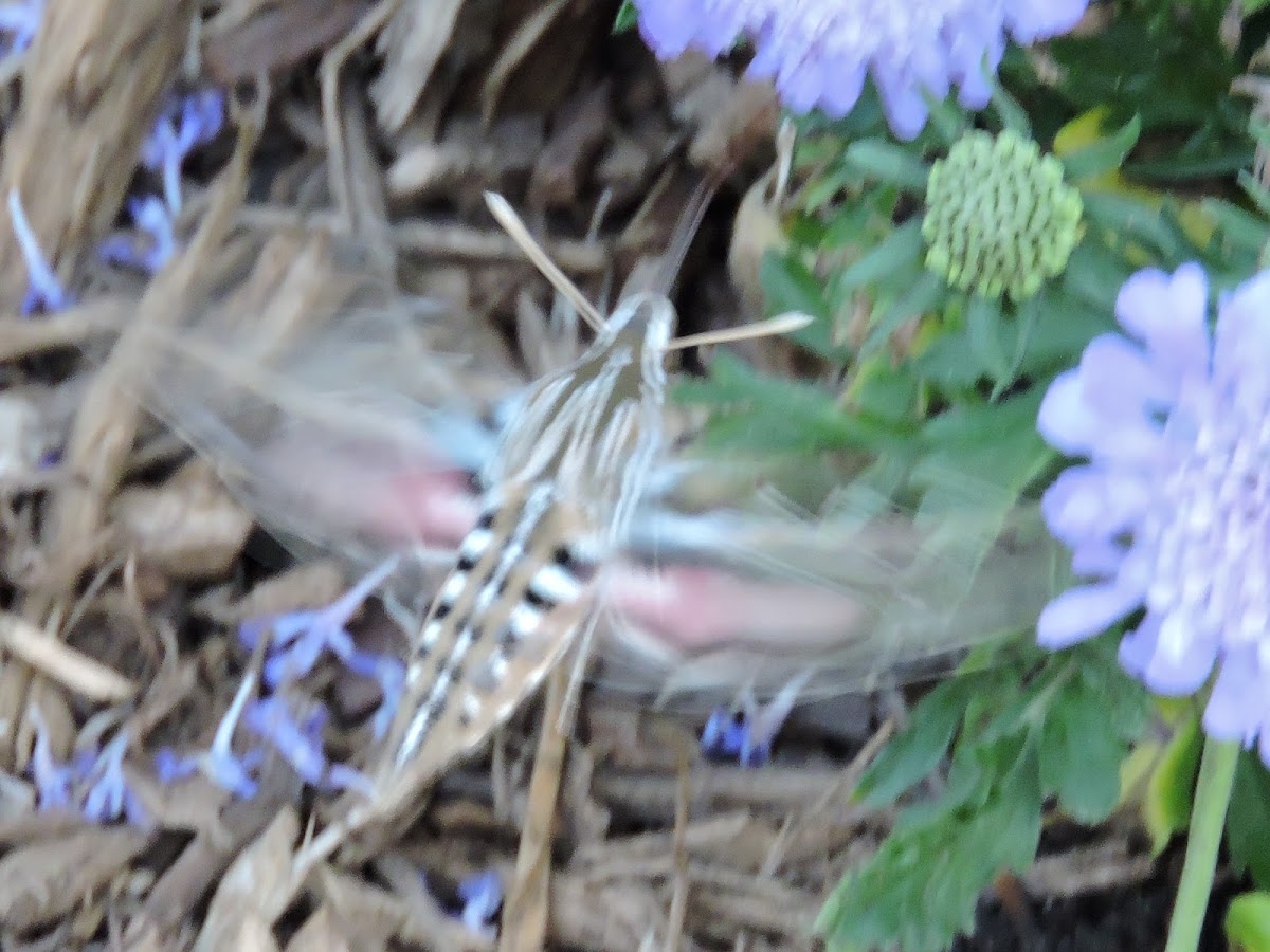 White-lined Sphinx Moth