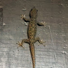 Gecko