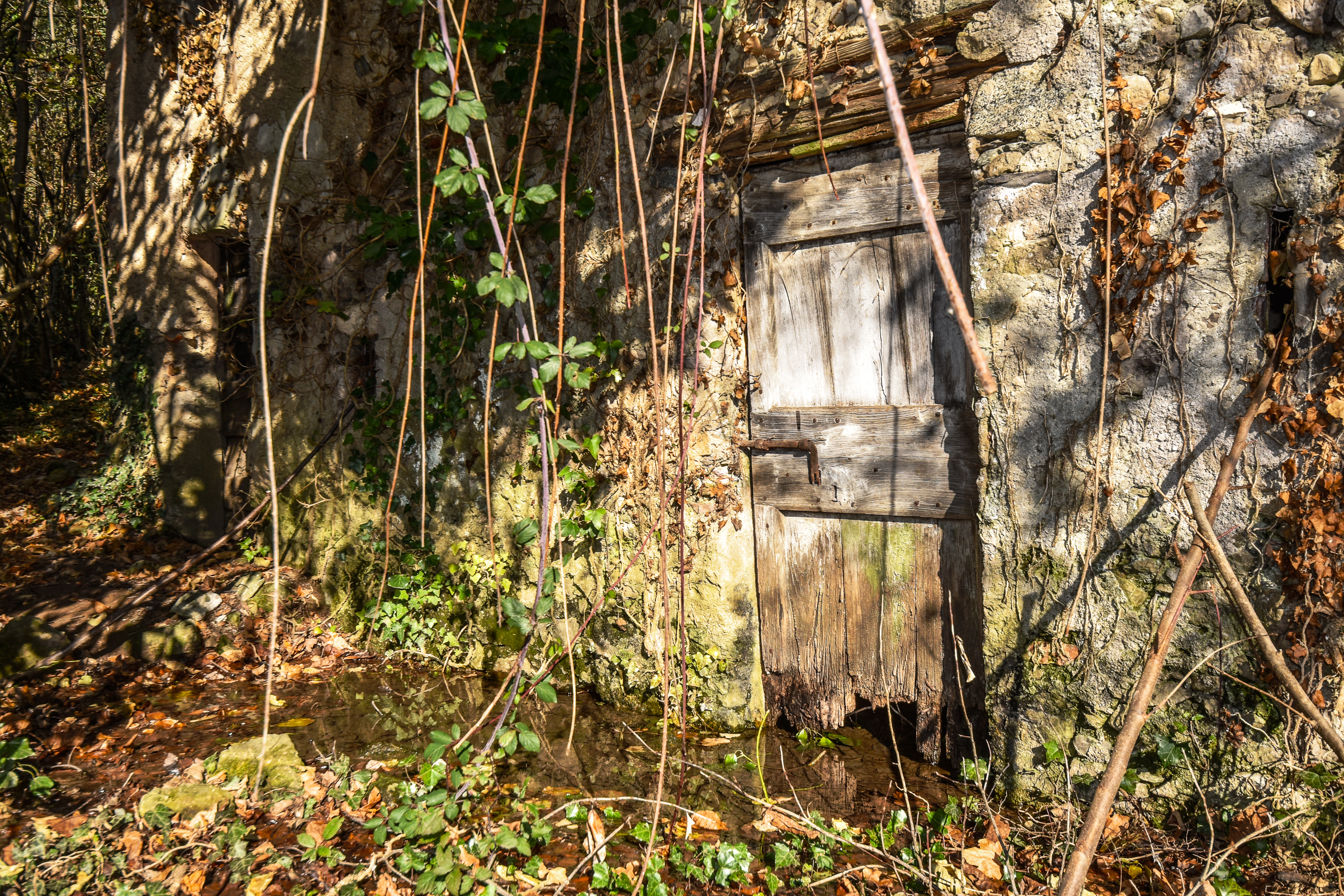 Nel bosco di laura62