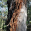 Lightning strike on Eucalyptus Tree