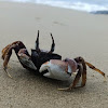 Horned Ghost Crab