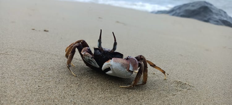 Horned Ghost Crab