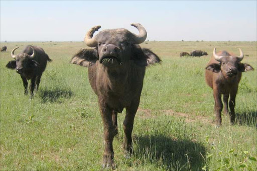 FEAST: The buffalo have been enjoying the lush, green grass.