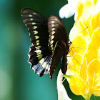 Polydamas Swallowtail