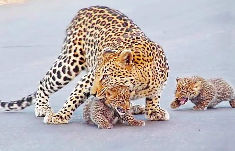 Mother leopard teaching her cubs how to cross the road in the Kruger National Park.