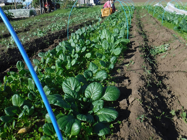 去年、草に埋もれて育たなかったタアサイ、今年は順調です。ただいま間引き菜出荷中。