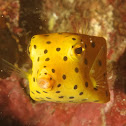 Yellow Boxfish