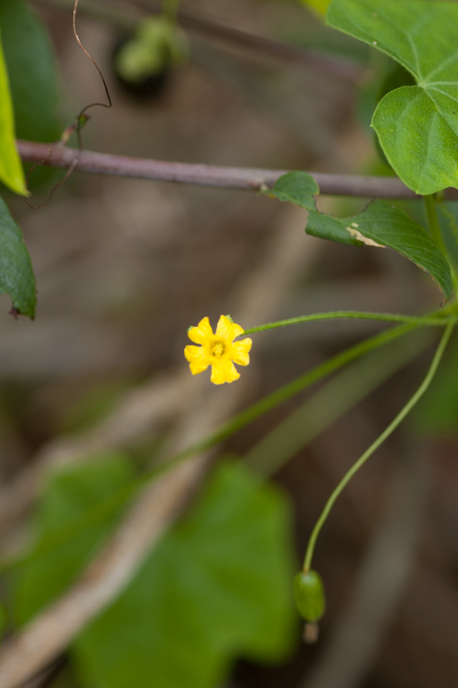 Creeping Cucumber