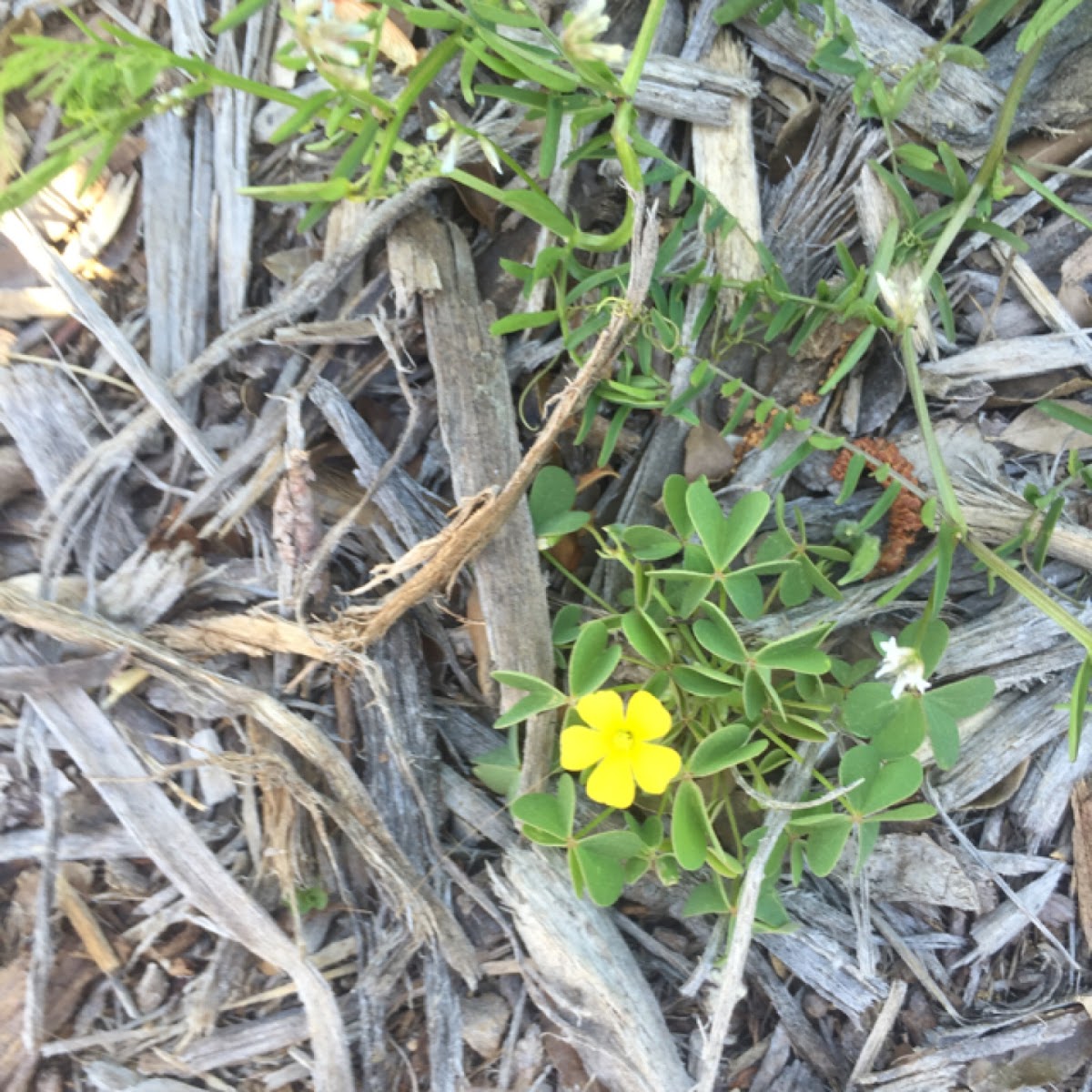 dandelion