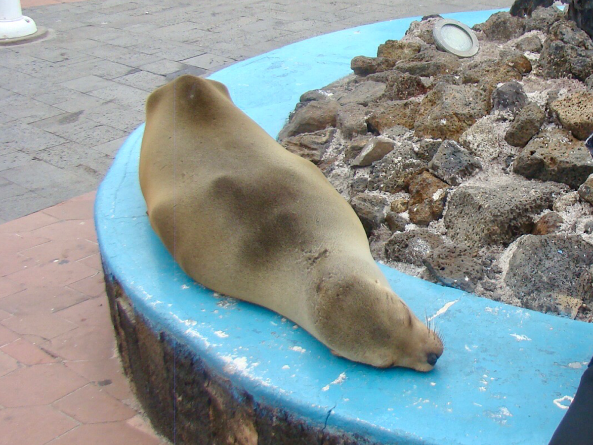 Galápagos Sea Lion
