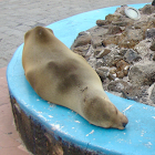 Galápagos Sea Lion