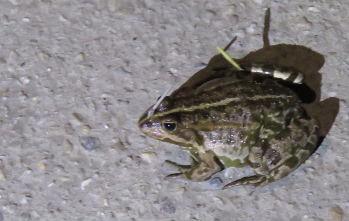 Marsh Frog