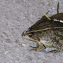 Marsh Frog